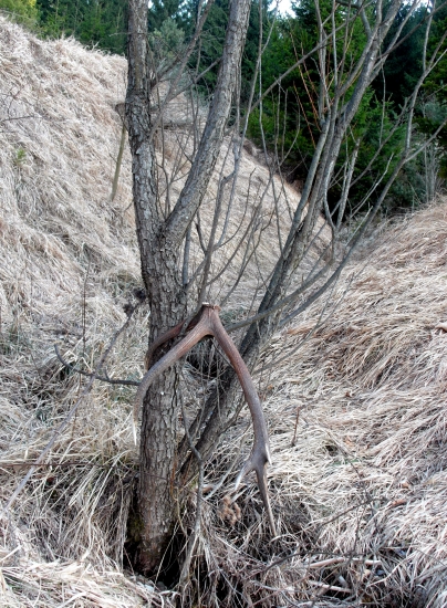 Desatorák - marcová ozdoba.