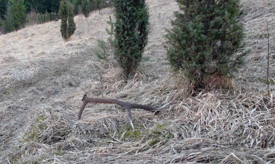 Borievkový osmorák.