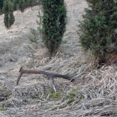 Borievkový osmorák.