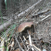 Maskovaný.