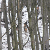 Vysoká bukovom lese.