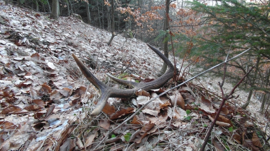 Vlaňajší osmorák.