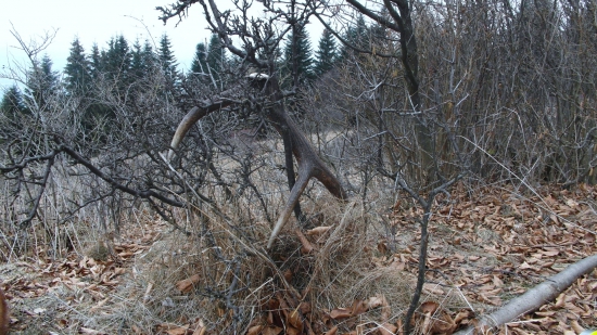Pri chodníčku, v kríčku.