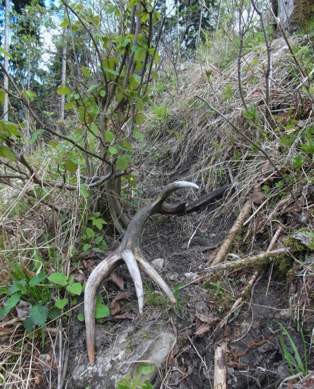 Vlaňajší v rúbani.