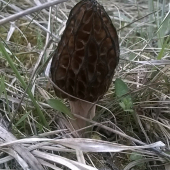 Smrčok