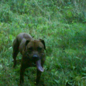 bono