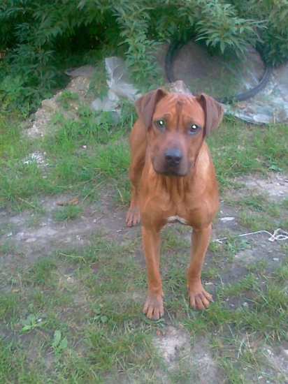 rodhedsky  ridgeback