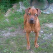 rodhedsky  ridgeback