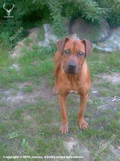 rodhedsky  ridgeback