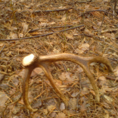 potešil