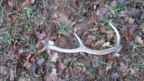 bratov silvestrovsky