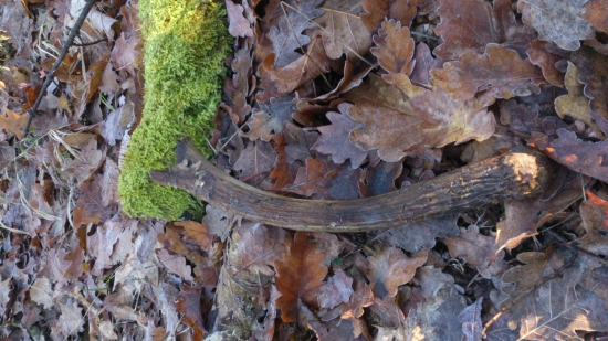 dnesny nadejny vidlak