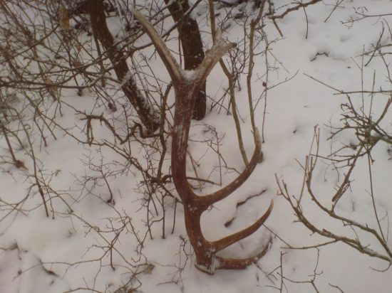 februar 2013