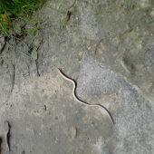 maly slepuch