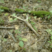 potesenie na prechadzke