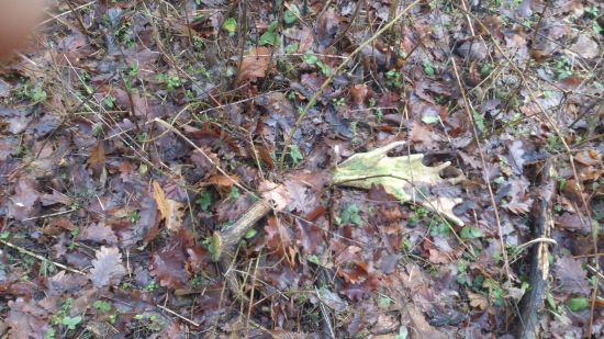 komu sa neleni tomu sa zeleni