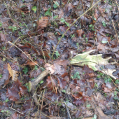 komu sa neleni tomu sa zeleni