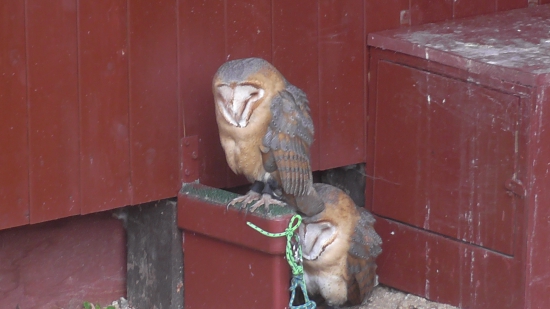 aj zdriemnut si treba