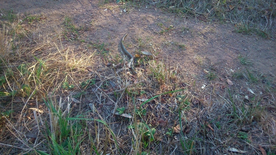 Vyhrieval sa na ceste