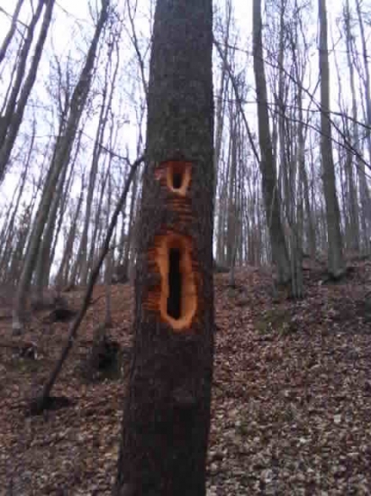 viete co to je?
