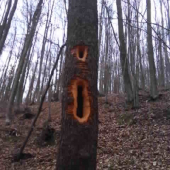 viete co to je?