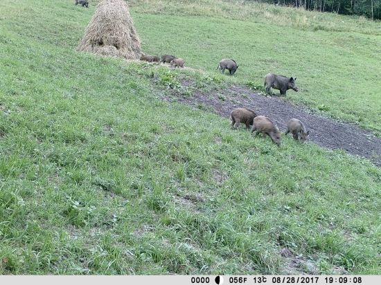 Diviačiky v lete
