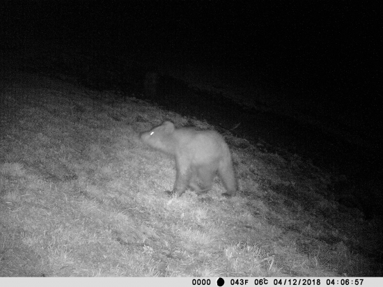 Ursus arctos
