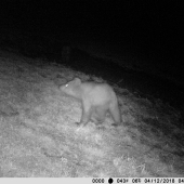 Ursus arctos