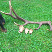 uspešná prechádzka