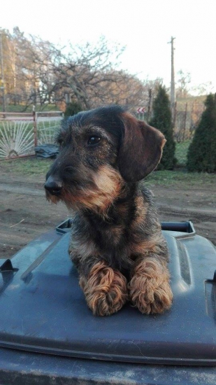 Zia :) darček od dobrého kamaráta z Maďarska.