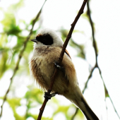 Kudelníčka lužná