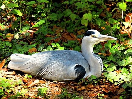 Volavka