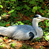 Volavka