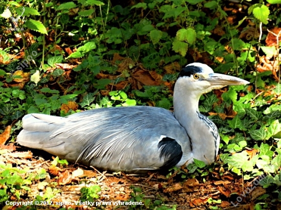 Volavka