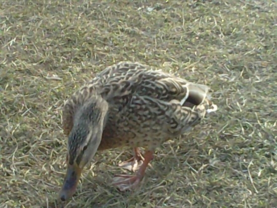 Kačka