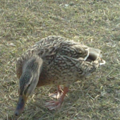 Kačka