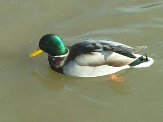 Kačer