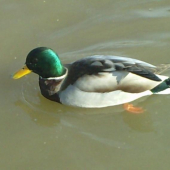 Kačer