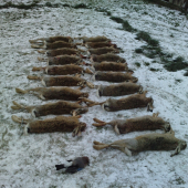 Štefanska polovačka