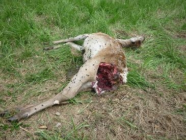 rys sa s nim nemaznal