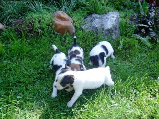 moje steniatka-Jack Russell