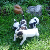 moje steniatka-Jack Russell