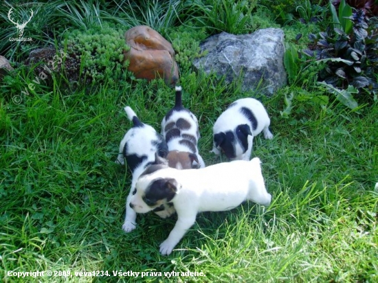 moje steniatka-Jack Russell