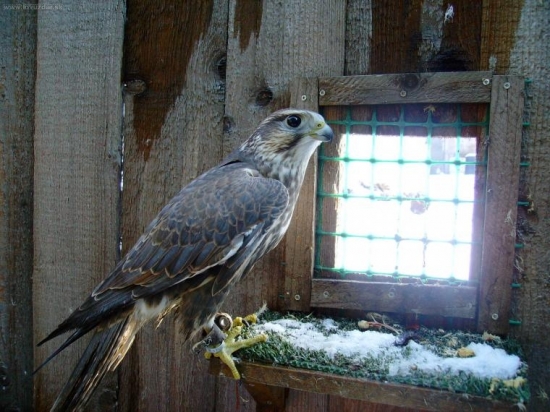 dnešné foto z volieri