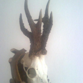 U starého poľovníka