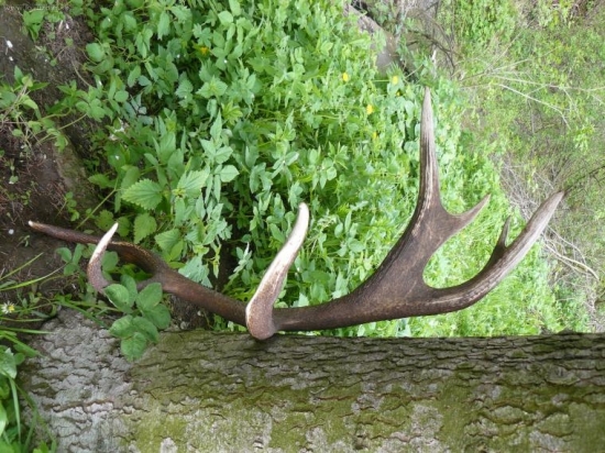 Kto našiel druhý ?