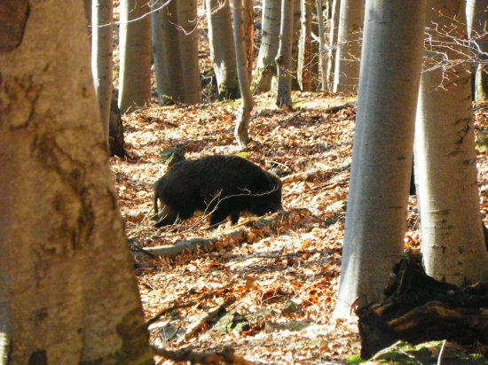 V bučine