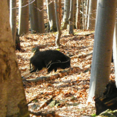 V bučine