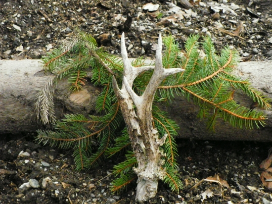 ostali len parôžky ale aspon poriadne.