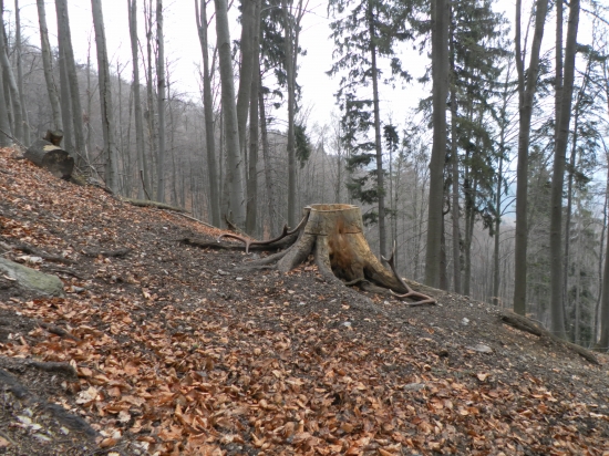 odmena za starostlivost.